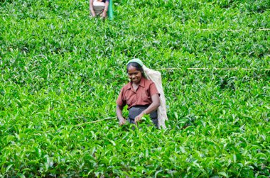 NEAR MOUNT PIDURUTALAGALA, SRI LANKA, DECEMBER 8, 2011. Tea pick clipart