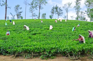 çevre mount pidurutalagala, sri lanka, 8 Aralık 2011. çay pick