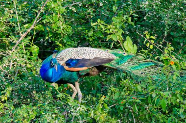 Pavo cristatus