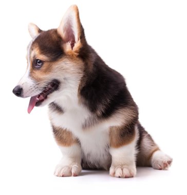 köpek doğurmak Galce corgi, pembroke