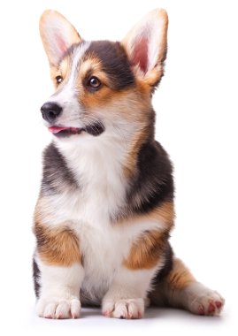 köpek doğurmak Galce corgi, pembroke