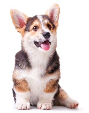 köpek doğurmak Galce corgi, pembroke