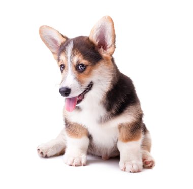 köpek doğurmak Galce corgi, pembroke