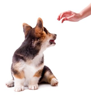 köpek doğurmak Galce corgi, pembroke