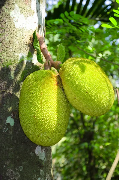 Brotfrucht (artocarpus altilis)) — Stockfoto