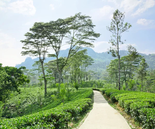 Tea ültetvény smaragdzöld a hegyekben, Srí Lanka — Stock Fotó