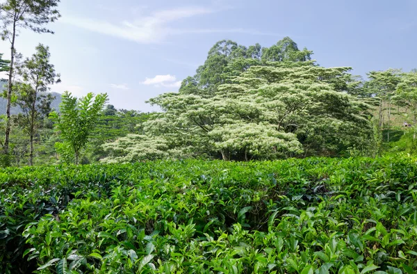 Piantagione di tè verde smeraldo nelle montagne dello Sri Lanka — Foto Stock