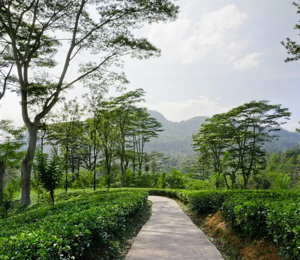 山区的斯里兰卡的茶叶种植园翡翠的绿色 — 图库照片