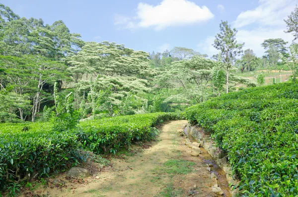 Чайная плантация изумрудно-зеленого цвета в горах Шри-Ланки — стоковое фото