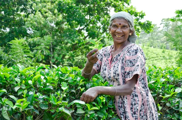 近いマウント pidurutalagala、スリランカ、2011 年 12 月 8 日。お茶を選ぶ — ストック写真
