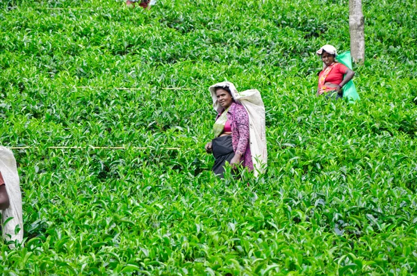 NEAR MOUNT PIDURUTALAGALA, SRI LANKA, DECEMBER 8, 2011. Tea pick — Stock Photo, Image