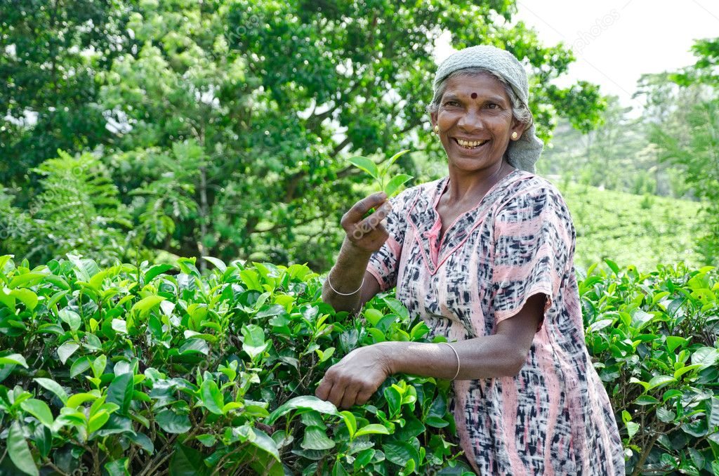 NEAR MOUNT PIDURUTALAGALA, SRI LANKA, DECEMBER 8, 2011. Tea pick ...