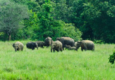 Wild Indian elephants in the nature clipart