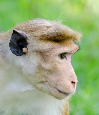 Portrait of Ceylon macaque closeup clipart