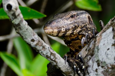 Wild monitor lizard ( Ceylon ).