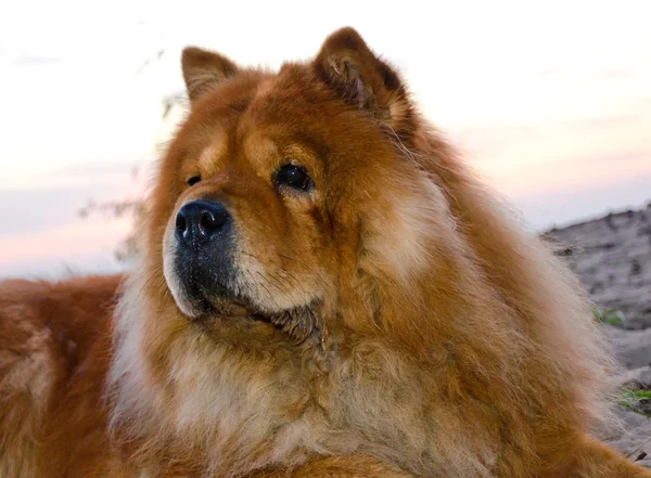 Cão Chow — Fotografia de Stock
