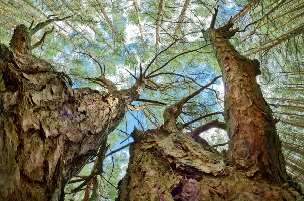 Ağaçların üst kısımları — Stok fotoğraf