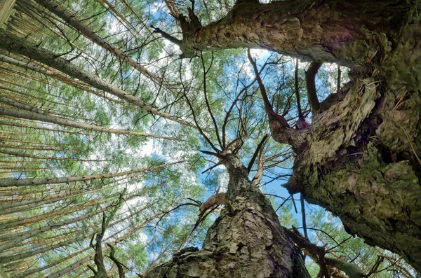 Wipfel der Bäume — Stockfoto