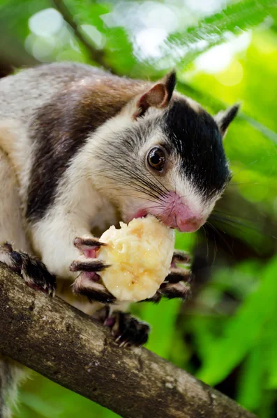 Stock image Grizzled giant squirrel Ratufa macroura