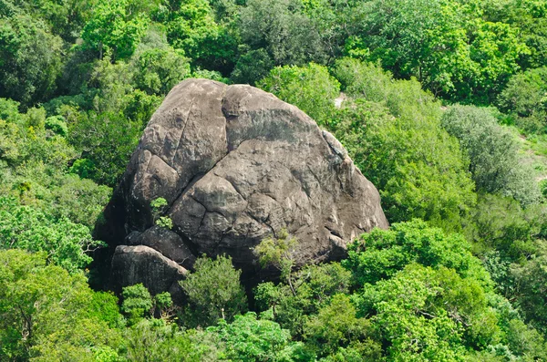 หินในป่า — ภาพถ่ายสต็อก