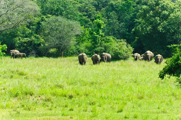 Wild Indische olifanten in de natuur — Stockfoto