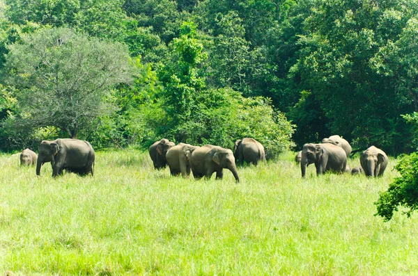 Elefanti indiani selvatici nella natura — Foto Stock