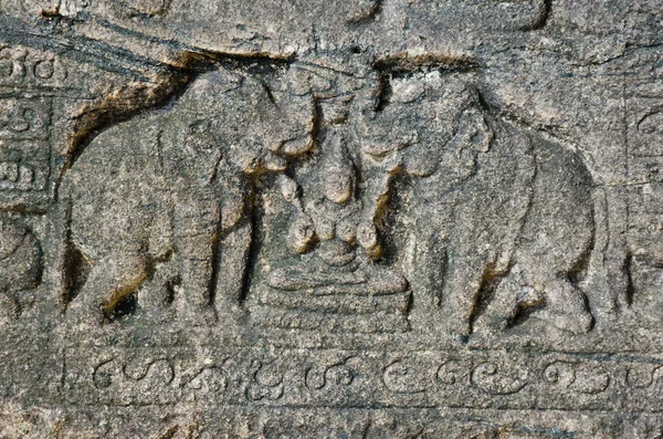 Слоны на руинах Polonnaruwa — стоковое фото