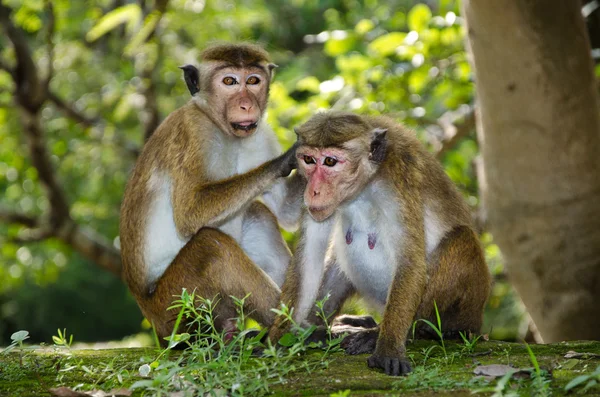 Dvojice dospělých makaků kapoty — Stock fotografie