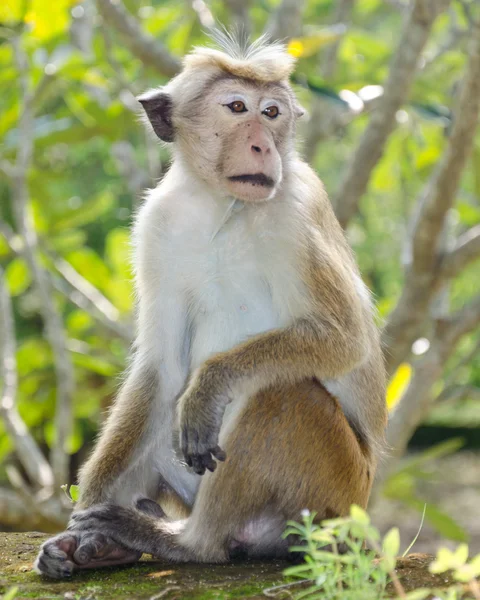 Motorhuv makak porträtt fullängds — Stockfoto