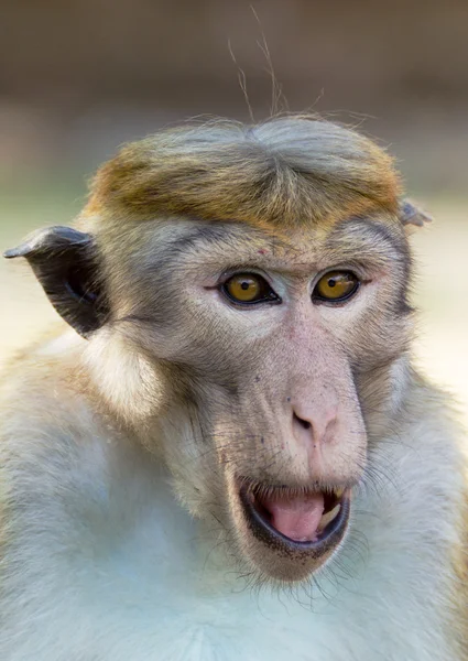 stock image Portrait of Ceylon macaque closeup