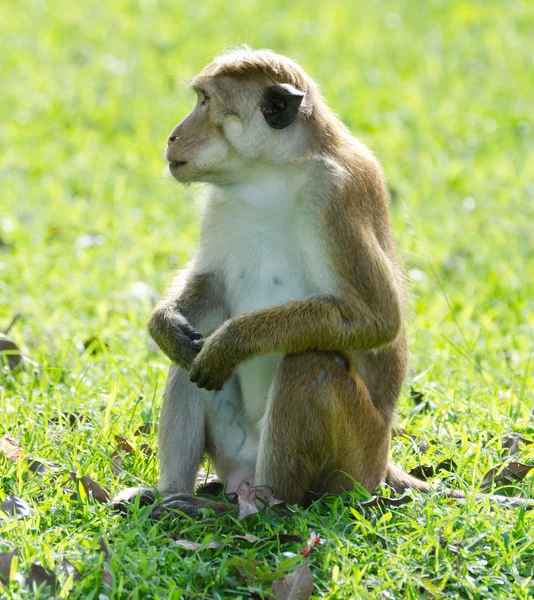 Bonnet makaka portrét celovečerní — Stock fotografie