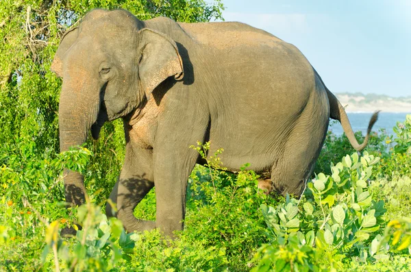 Взрослый индийский слон в дикой природе — стоковое фото