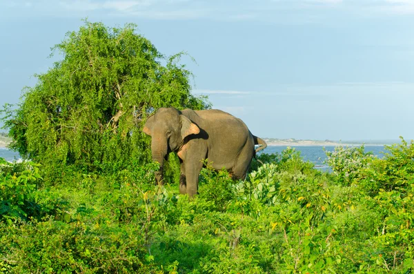 Adulto maschio elefante indiano in natura — Foto Stock