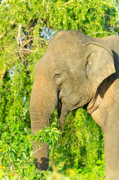 Adulto maschio elefante indiano in natura — Foto Stock