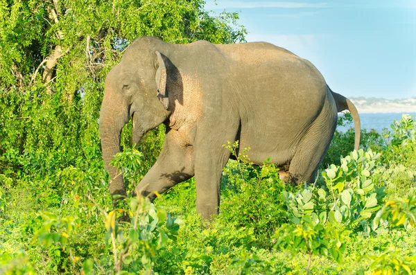 Взрослый индийский слон в дикой природе — стоковое фото