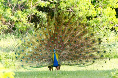 Pavo cristatus