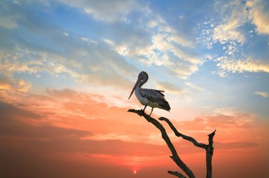 Pelican sleep on a tree clipart