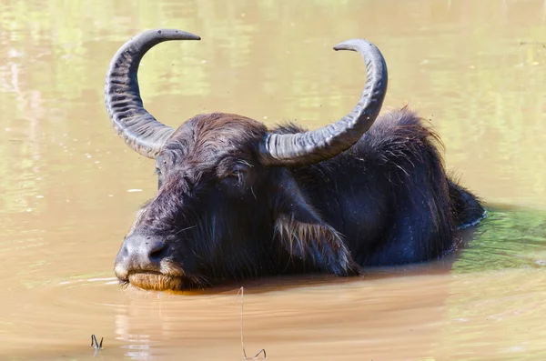 stock image Bubalus bubalis water buffalo