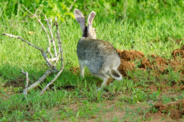 stock image Lepus nigricollis singhala