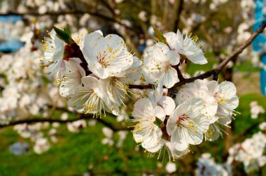 Bahar çiçekli kiraz ağaçları