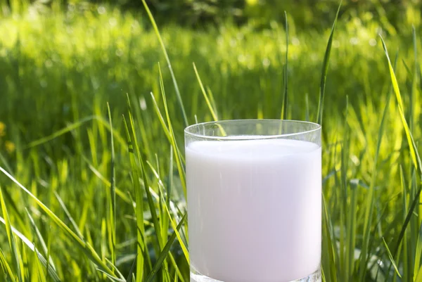 Latte fresco su sfondo erba verde — Foto Stock