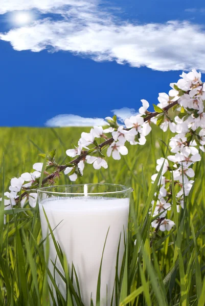 Fresh milk over green grass and blue sky background