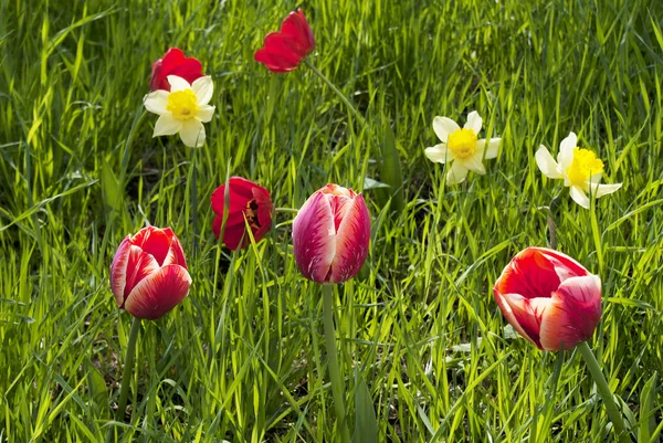 Tulipanes de primavera — Foto de Stock