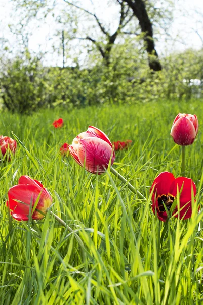 Tulipes printanières dans le jardin — Photo