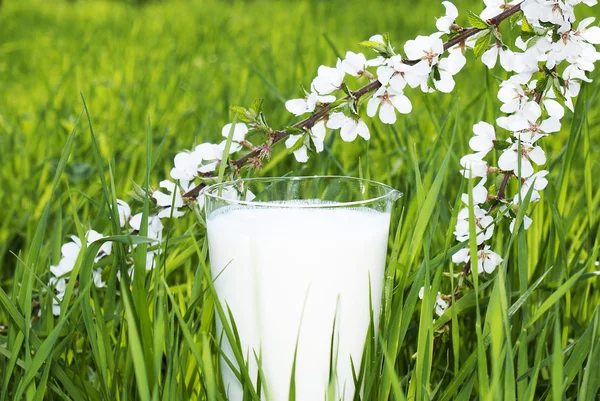 Verse melk — Stockfoto