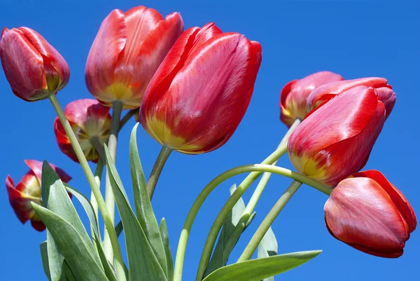 Tavaszi piros tulipán — Stock Fotó