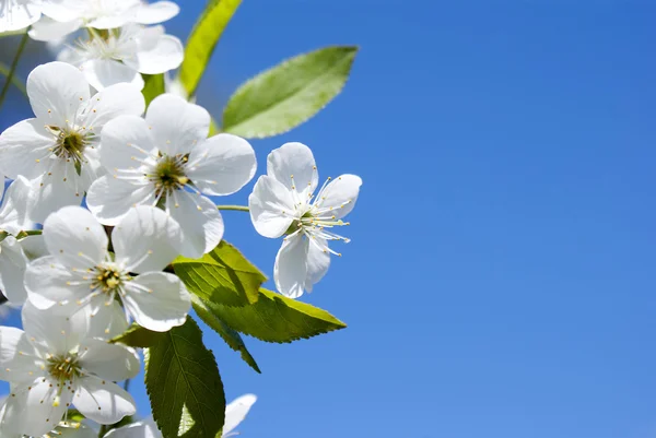 Blommor cherry — Stockfoto
