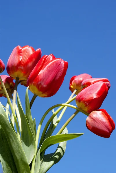 봄 빨간 튤립 — 스톡 사진
