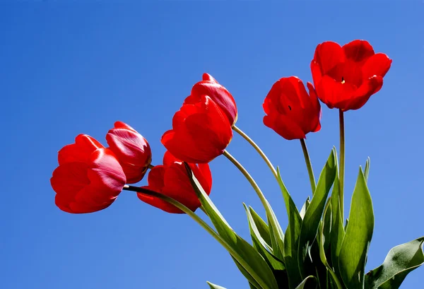 Spring red tulips — Stock Photo, Image