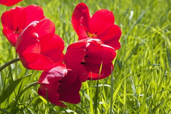 Czerwone tulipany wiosna — Zdjęcie stockowe